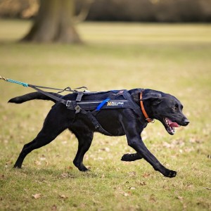 Everything you need to know about canicross harnesses: an interview with Non Stop Dogwear