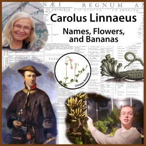 Carolus Linnaeus: Names, Flowers, and Bananas