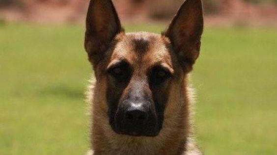 Police K9s For Sale