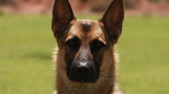 trained police dogs for sale
