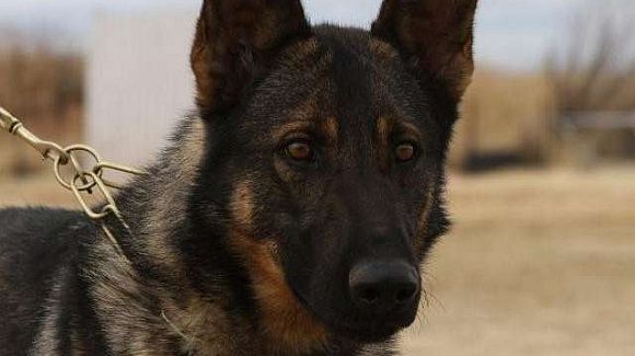 police k9 for sale