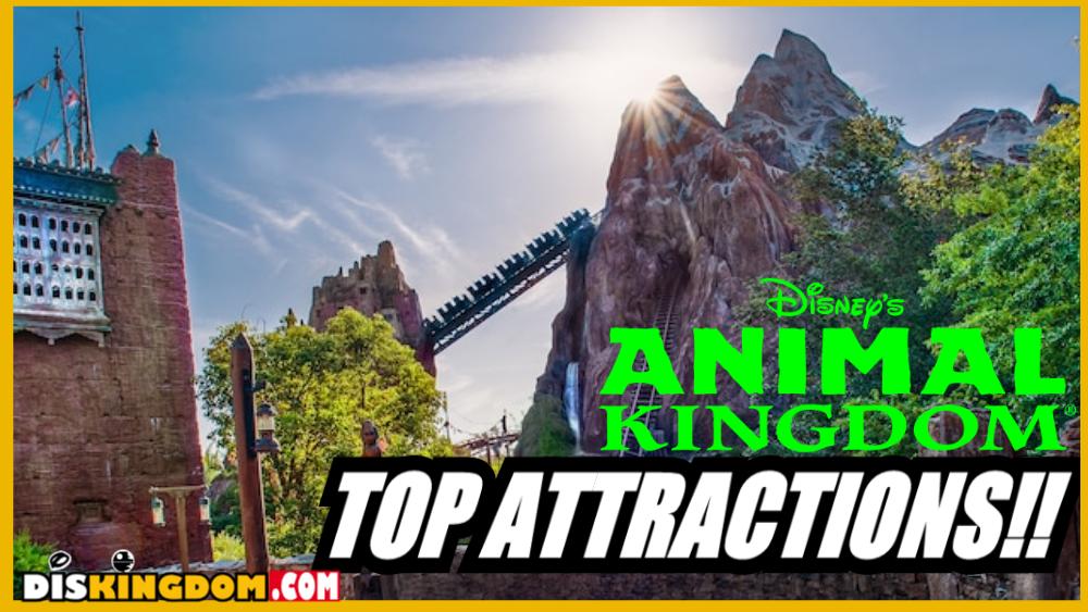 Our Top Animal Kingdom Attractions