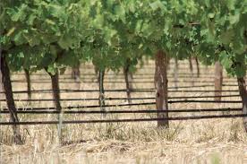 Vineyard irrigation efficiency