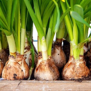 Episode 83: Gardening with Bulbs 101