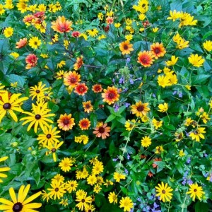 Episode 65: What’s New in Perennials (Part 1)