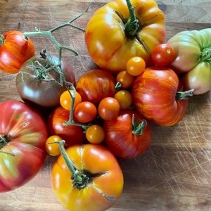 Episode 34: Tomatoes, Beekeeping and Hiking