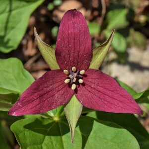 Episode 174: Native Landscape Design