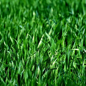 Episode 17: Lawns and Turf Grass