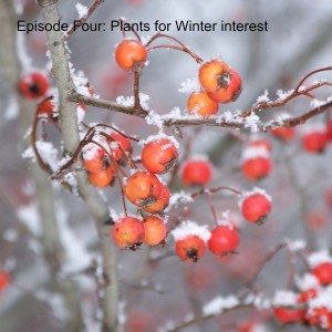 Episode Four: Plants for Winter interest