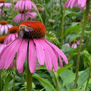 Episode 41: Winterizing the Garden, Coneflowers, Mugwort & Overmountain