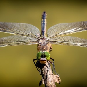 Episode 29: RamsHorn-Livingston Sanctuary and Dragonflies