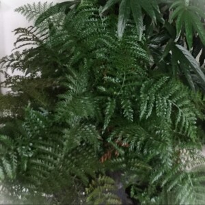 Episode 161: Houseplant Care