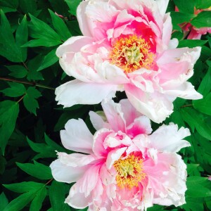 Episode 183: Flower Farming