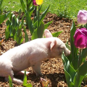 Episode 180: Hannacroix Hills Farm
