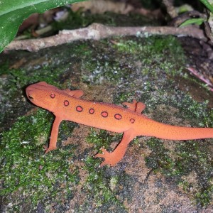 Episode 39: Salamanders, Earthworms and More