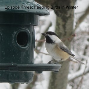 Episode Three: Feeding Birds in Winter