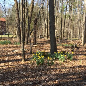 Episode 181: Carbon and Forests