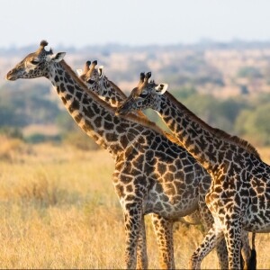 Discovering Tanzania The 10 Best Tours & Vacation Packages for 20232024