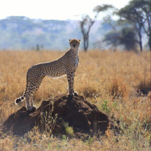 Enchanting the Wild - Tanzania Classic Safari Packages Explored