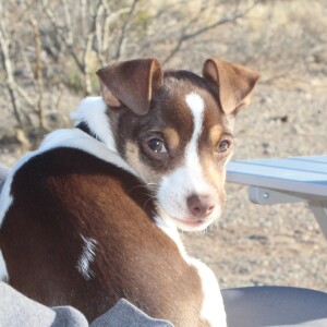 Camping with Peaky Pets