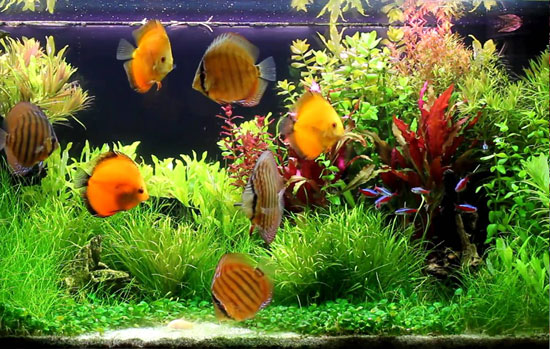 jual aquascape aquarium depok