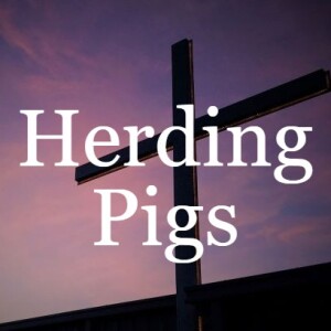 Herding Pigs