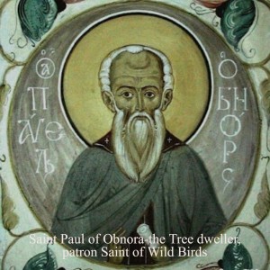 Venerable Paul of Obnora-the Tree dweller, patron Saint of Wild Birds