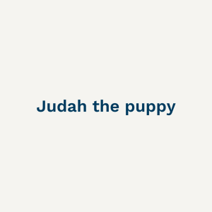 Judah the puppy - Sunday 9th July 2023