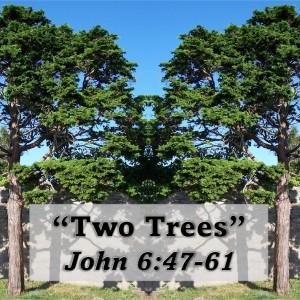 Two Trees (John 6:47-61)