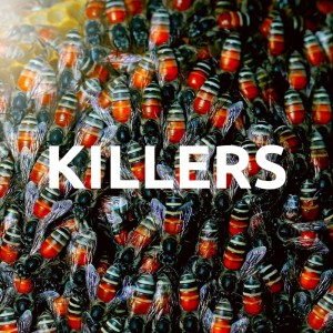 Killer Bees Strike!
