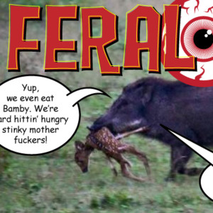 FERAL PIGS - RED EYE REPORT 260