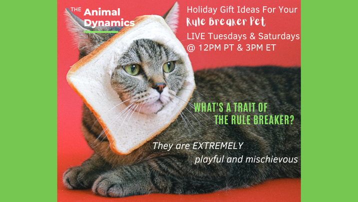 Conversations With Coryelle- Animal Dynamic Give away Rule Breaker Image