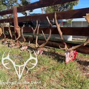 Rut - Tacular , Deer Camp Special-bonus