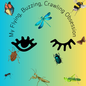 My Flying, Buzzing, Crawling Obsession