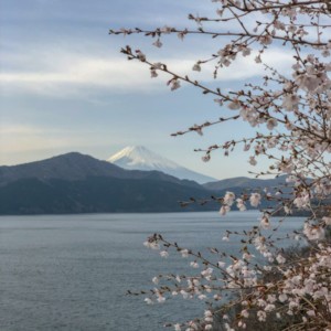 Cherry Blossom Meditation - Hakone, Japan