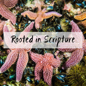 Rooted in Scripture (2 Timothy 3:14-17)