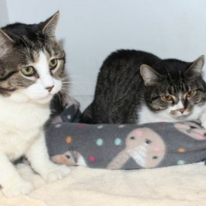 Aug 2020 Perses And Astrela Medfield Animal Shelter