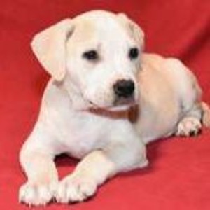 FFH May 2021 Sal Save A Dog Sudbury MA