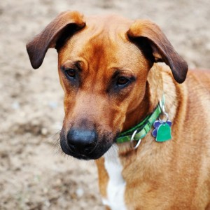 Aug 2020 Bay Path Humane Chester