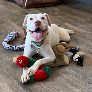 July Joey At Baypath Humane Society