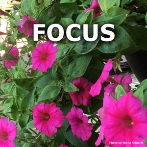 Focus