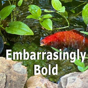 Embarrasingly Bold