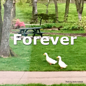 Forever