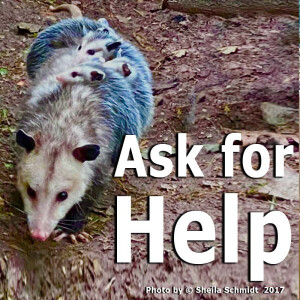 Ask For Help