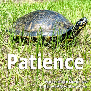 Patience