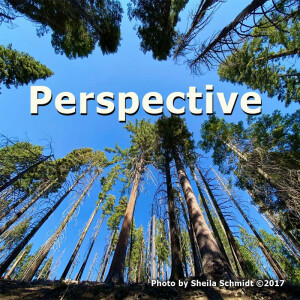 Perspective