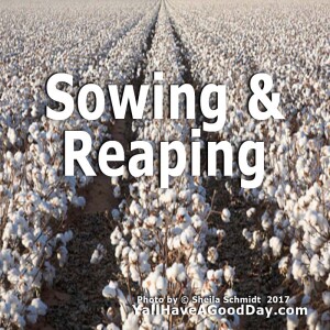 Sowing & Reaping