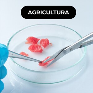 🔬 Cell4Food: a startup portuguesa de agricultura celular