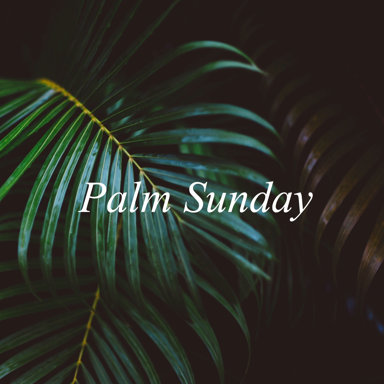 Palm Sunday: 