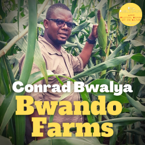 Bwando Farms Growing Good Food in Zambia with Conrad Bwalya